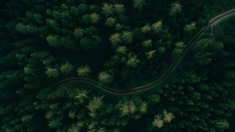 Widok lasu z drona